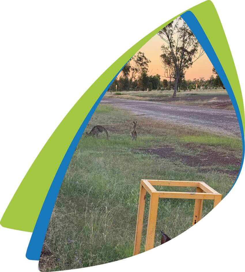 Image-kangaroo-sunset